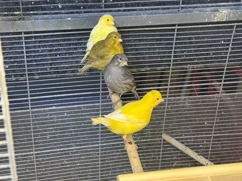 Canaris 60 57430 Sarralbe