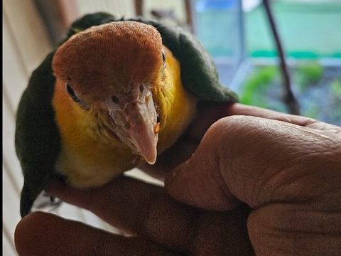 Perruche ca&iuml;que EAM 450 44190 G�tign�