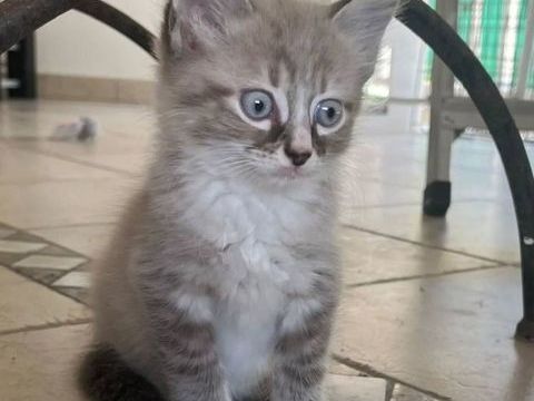 ✨️ PHUKET ✨️ 🐱 190 95300 Pontoise