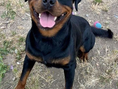 BOULETTE, rottweiler, 2 ans 220 34500 Béziers