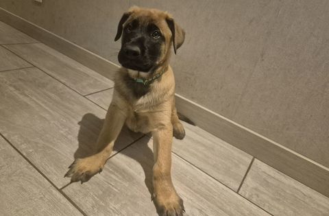 DISPONIBLE DE SUITE : CHIOTS LOF BERGER BELGE MALINOIS 850 49630 Maz�