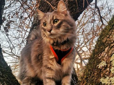 &Agrave; donner 0 83170 Brignoles