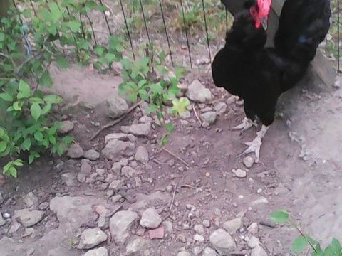 Achète 3 poules naines pour petit coq désespéré 0 49700 Louerre