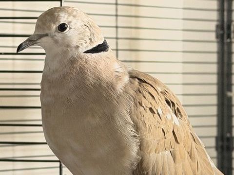 &Agrave; c&eacute;der colombes et tourterelles 25 13090 Aix-en-provence