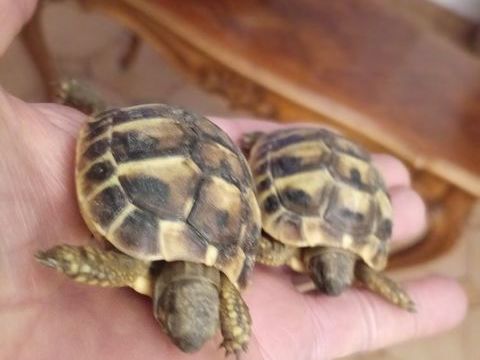 petites tortues de terre 50 26130 Saint-paul-trois-ch�teaux