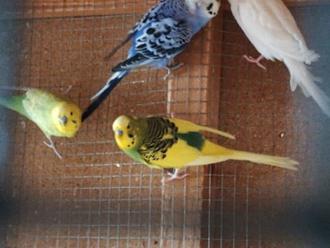 Perruche ondul&eacute;e 15 02700 Fri�res-faillou�l