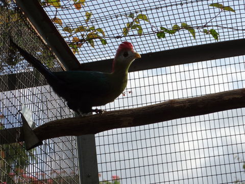 Touraco de Pauline 250 85110 Saint-prouant