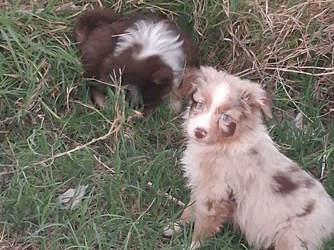 Bergers australiens &agrave; l'adoption 0 33820 Saint-ciers-sur-gironde