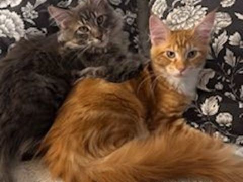2 Chaton Maine Coon LOOF  sur une portée de 4. 1300 03440 Chavenon