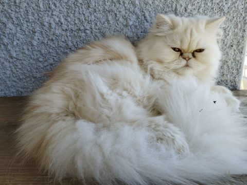 Magnifique Chaton M&acirc;le PERSAN LOOF 890 25460 Étupes