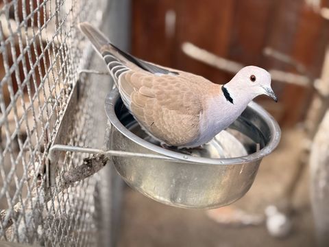 Tourterelles  couleurs du choix 10 85470 Brem-sur-mer