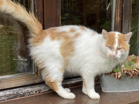 Chat tranquille et sympa, cherche nouveau foyer 0 74230 Dingy-saint-clair