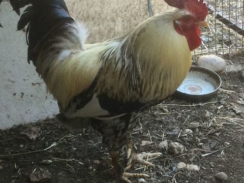 Beau coq de ferme 25 26700 La garde-adhmar