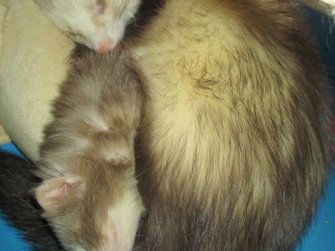 propose saillie Furet m&acirc;le semi angora et b&eacute;b&eacute; &agrave; r&eacute;server 50 18340 Levet