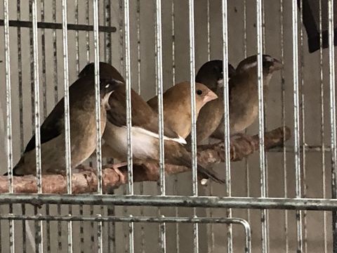 Moineau du japon 1 93220 Gagny