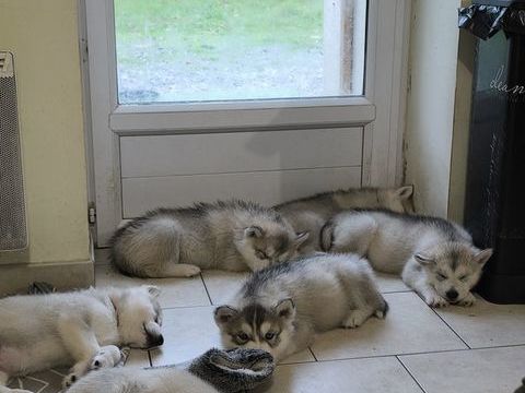 Petit chiots husky malamute  0 49170 Saint-augustin-des-bois