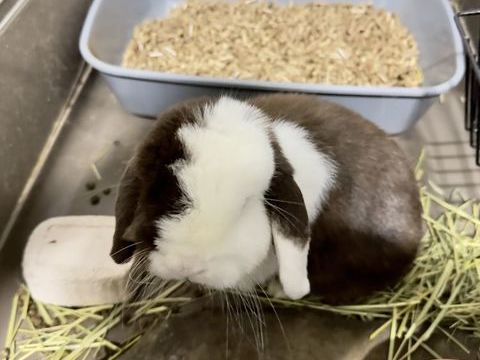 lapin nain b&eacute;lier 0 35000 Rennes