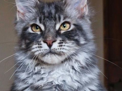 Jeune m&acirc;le Maine Coon 800 59172 Mastaing