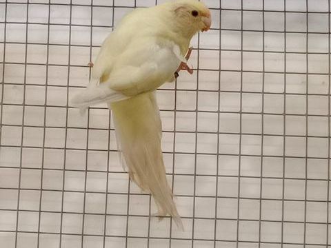 Kakariki 45 22960 Pl�dran