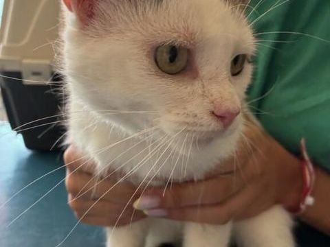A adopter- pas de vente, uniquement une bonne famille 0 64600 Anglet