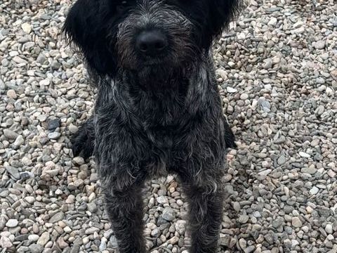 BARNABE, chiot type griffon, 9 mois 220 34500 B�ziers