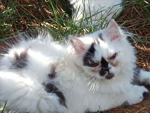 Chaton persan  0 34230 Paulhan