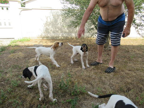 chiots 1050 17620 Échillais
