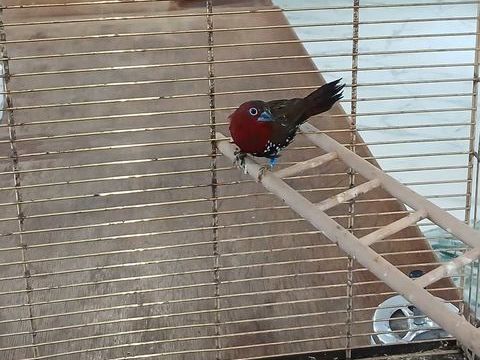 S&eacute;n&eacute;gali enflamm&eacute; 100 44521 Oudon