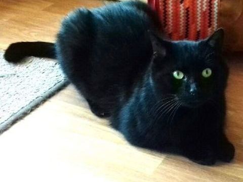 REPETO CHAT NOIR 7 ANS 1/2 195 92260 Fontenay-aux-roses