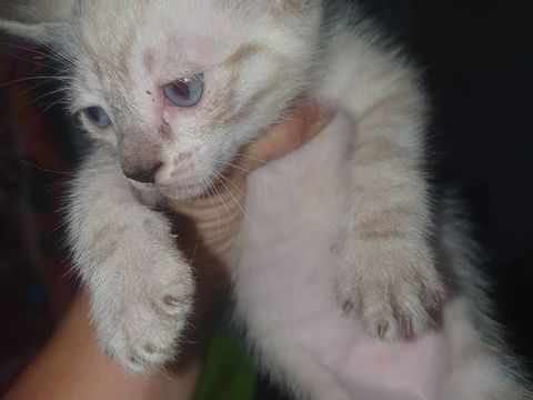 Chaton 0 81300 Graulhet