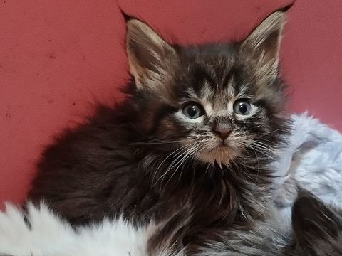 Maine Coon loof 1000 56140 Tréal