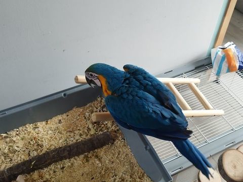 Ara bleu et jaune 1800 89300 Joigny