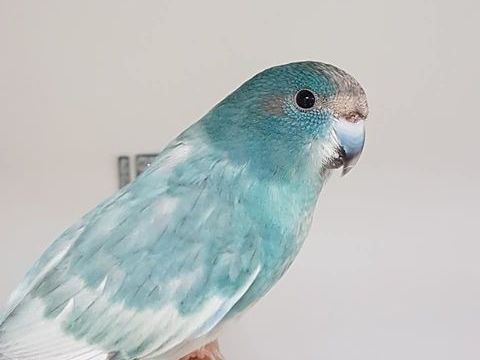 Perruche Kakariki 45 38110 La tour-du-pin