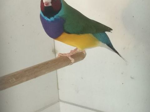 Gould male 50 13200 Arles