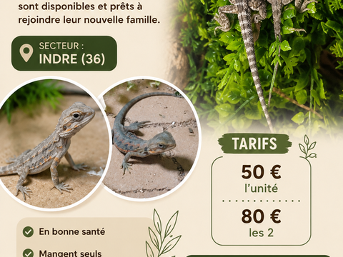 Bebe pogona 50 36150 Vatan