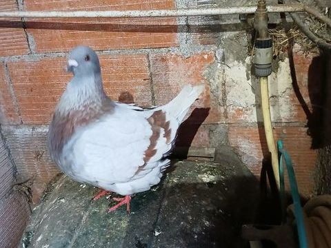 pigeon  mondain 30 31620 Fronton