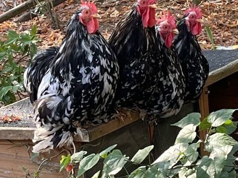 Coq p&eacute;kin 10 33390 Blaye
