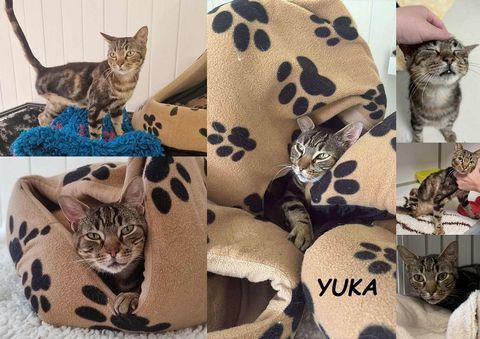 YUKA 4 ans 3 pattes &agrave; adopter 1 67000 Strasbourg