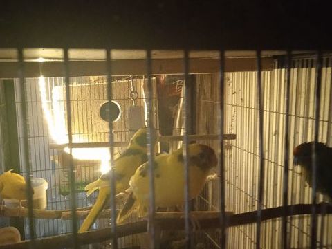 perruche kakariki 60 21540 Dr�e