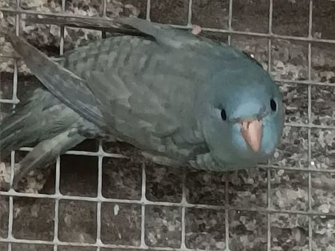 perruches catherine 45 44350 Gu�rande