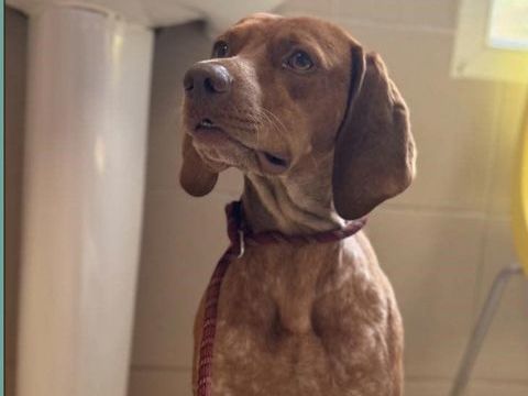 UNIK m&acirc;le type pointer 3 ans 250 17360 Saint-aigulin