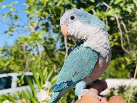 Très Belles Conure souris EAM Bien Apprivoiser Bagués 2025 290 94450 Limeil-brvannes