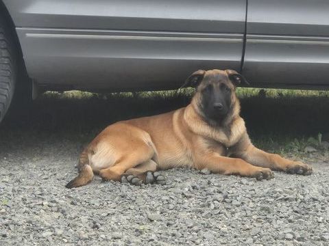 1 M&acirc;le Berger Belge Malinois 800 49630 Maz�