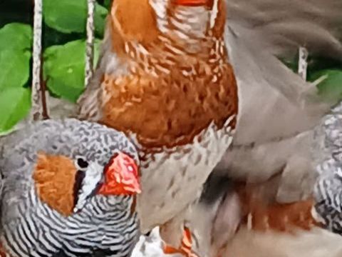 Mandarin m&acirc;le poitrine orange 30 44150 Ancenis