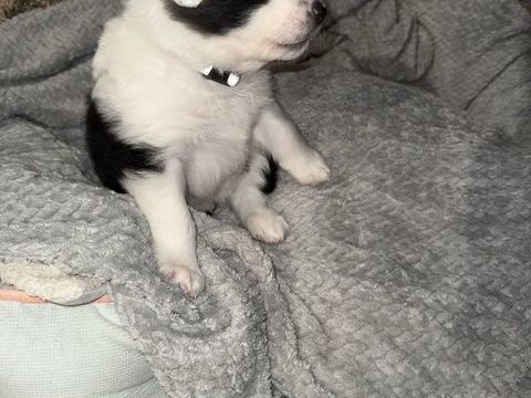 3 magnifiques chiots m&agrave;&cent;les Berger Australien / Border collie 400 44260 Savenay