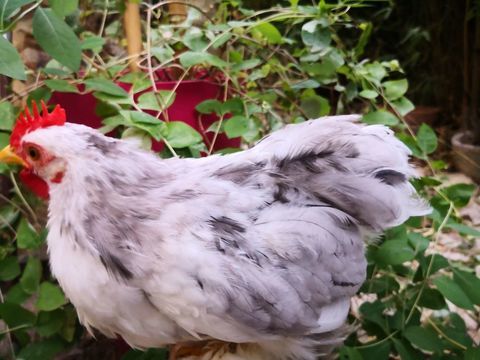 Jeunes poule et coq P&eacute;kin pure race  35 94700 Maisons-alfort