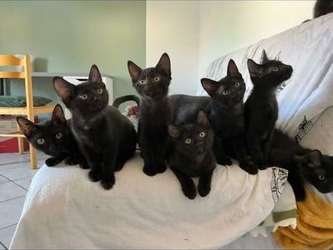 CHATONS NOIRS 90 13140 Miramas