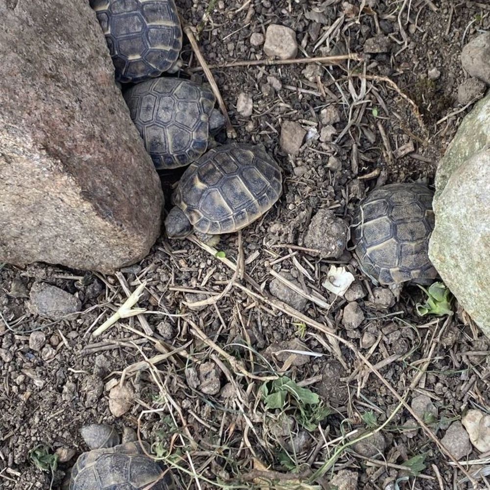   BB tortue  