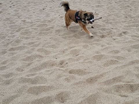 Donne jeune chienne crois&eacute;e berger/retriever 0 64200 Biarritz