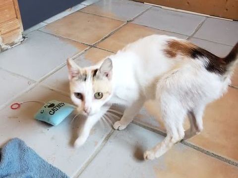 Chat ZELDA à l adoption 150 26350 Montchenu